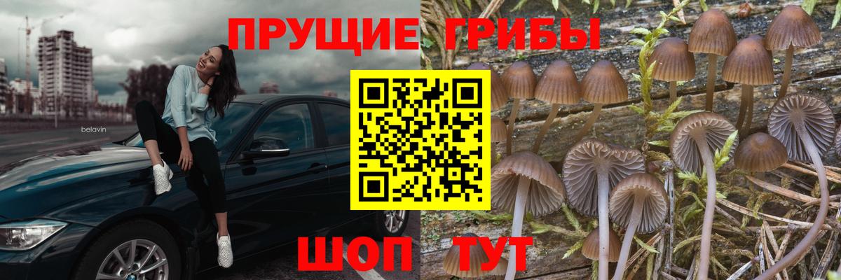 Псилоцибиновые грибы ЛСД Кингисепп